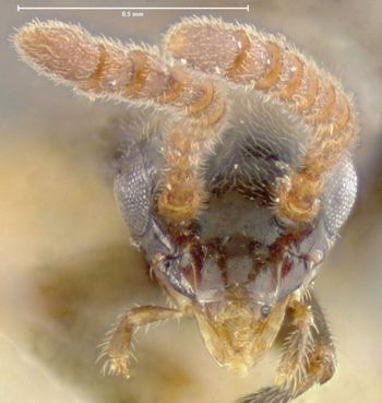 Media type: image;   Entomology 9026 Aspect: head frontal view